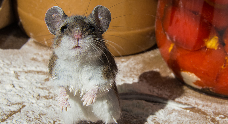 6 façons de se débarrasser des souris sans les tuer