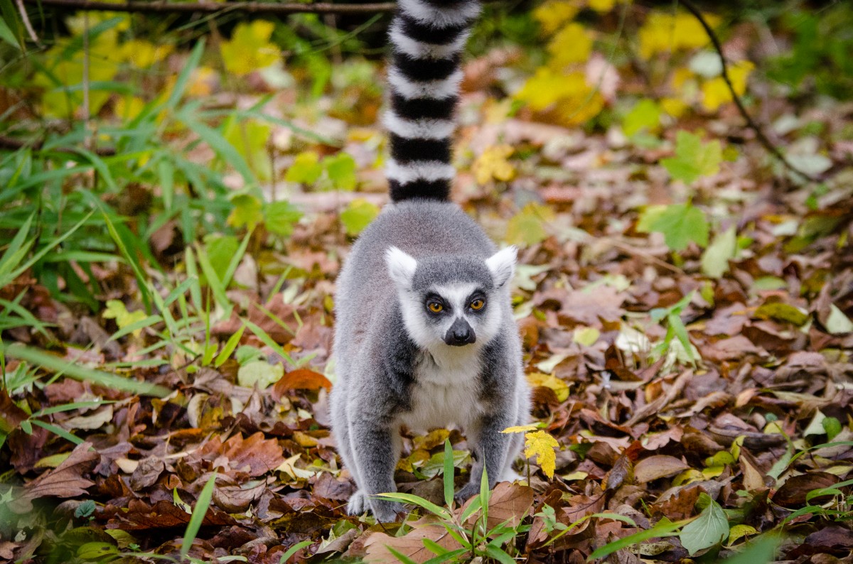 Berenty-Madagascar